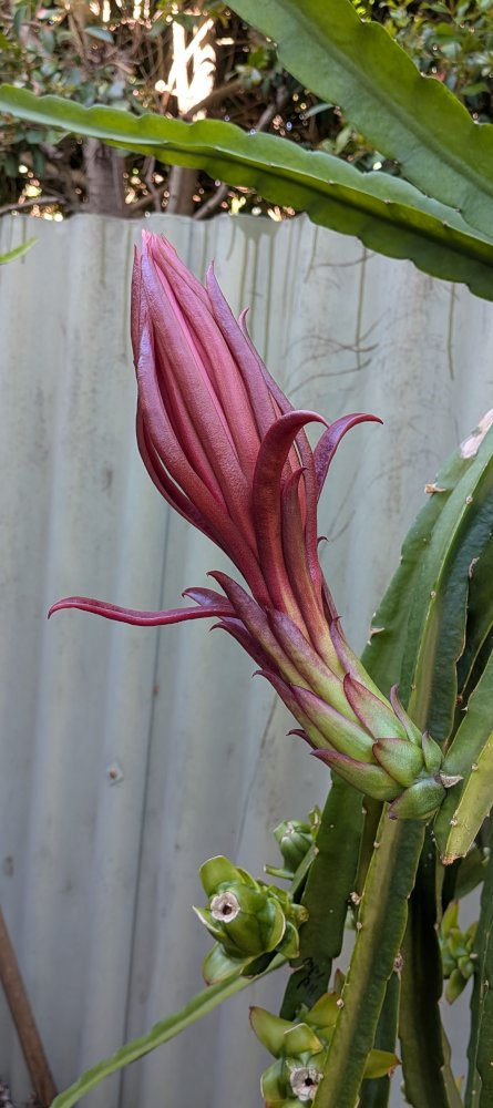 Buds about to open